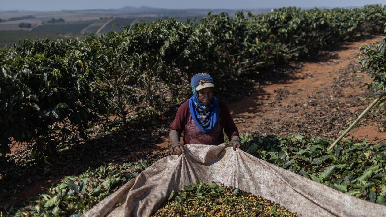 Deforestación por el café amenaza la producción mundial