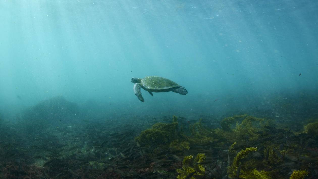 Entre la pérdida y la resiliencia: la contaminación ambiental amenaza a las aves y focas
