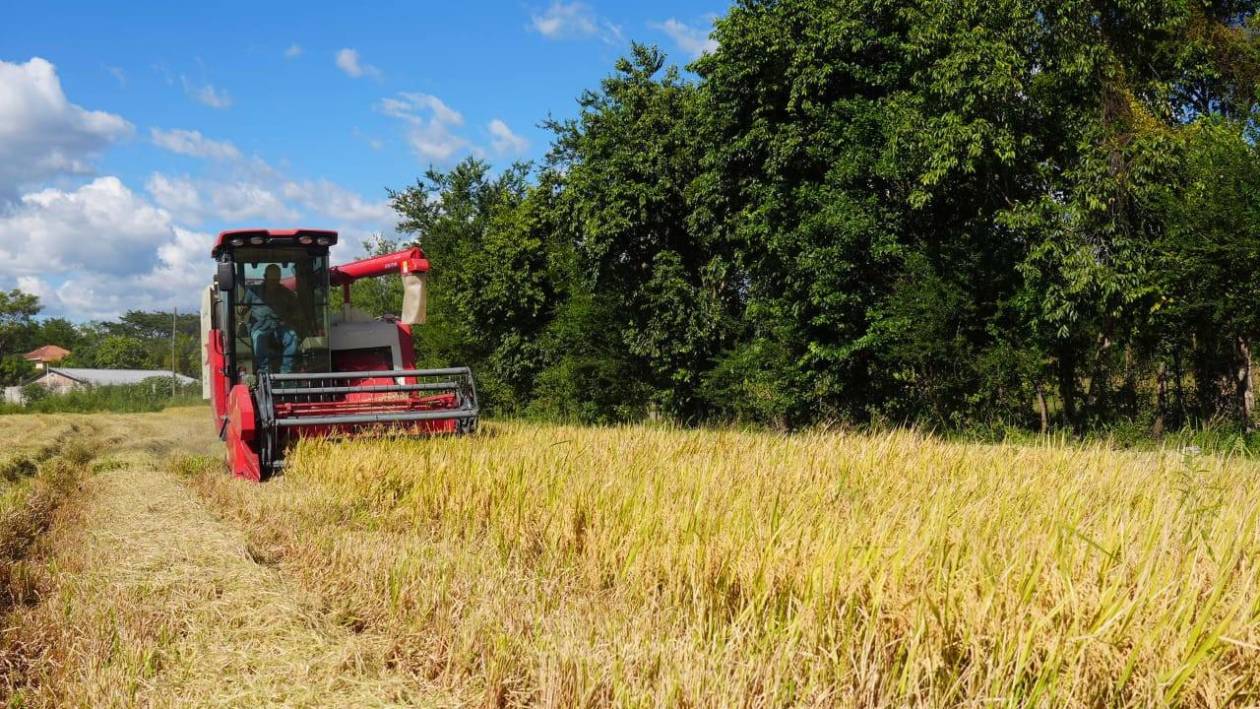 Semilla mejorada y crédito producen más arroz hondureño