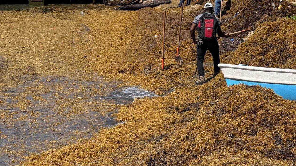 El sargazo invade playas turísticas de Honduras