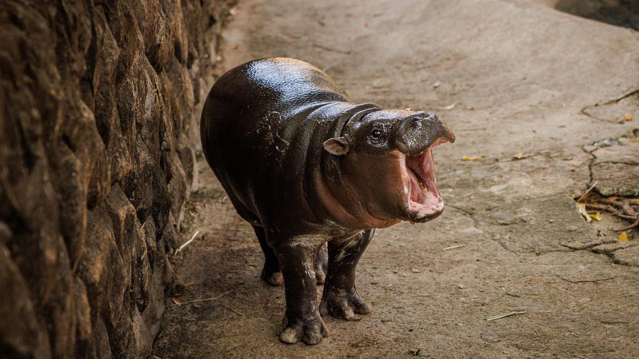 La hipopótama Moo Deng: la nueva estrella viral