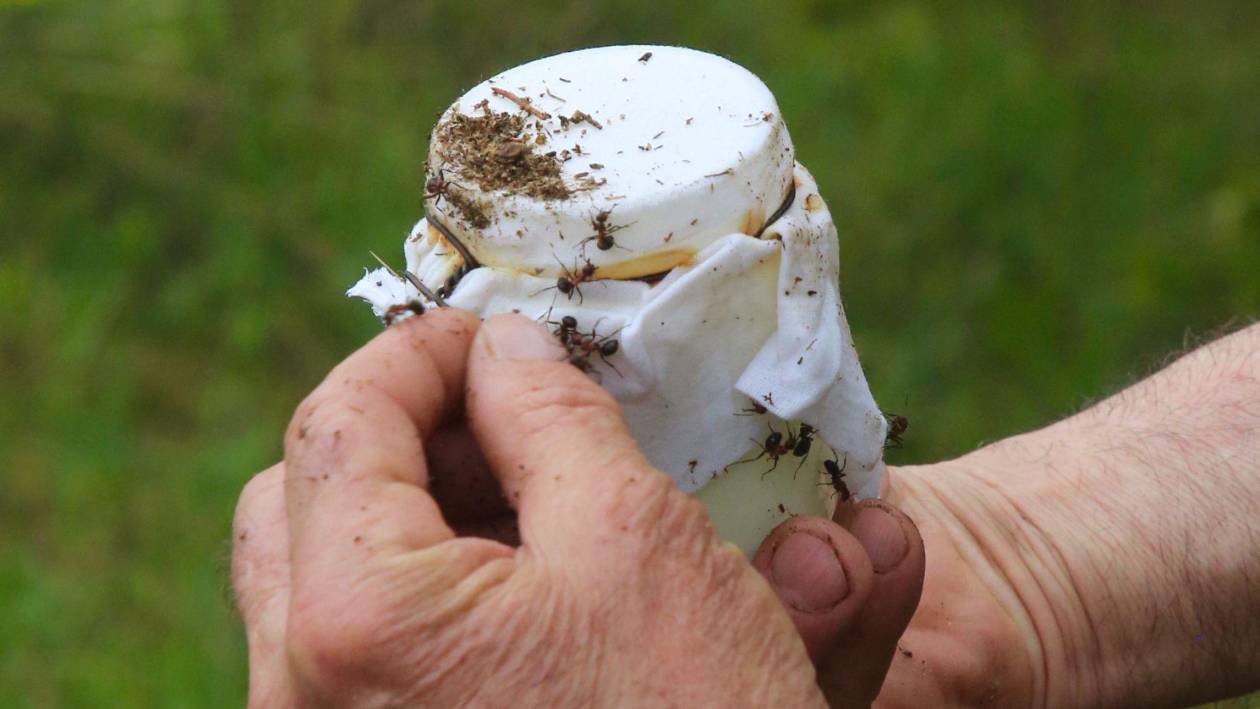 Quinto mejor restaurante del mundo incorpora hormigas en receta de yogur