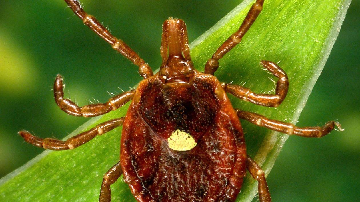 Piloto fallece por alergia a la carne provocada por una garrapata