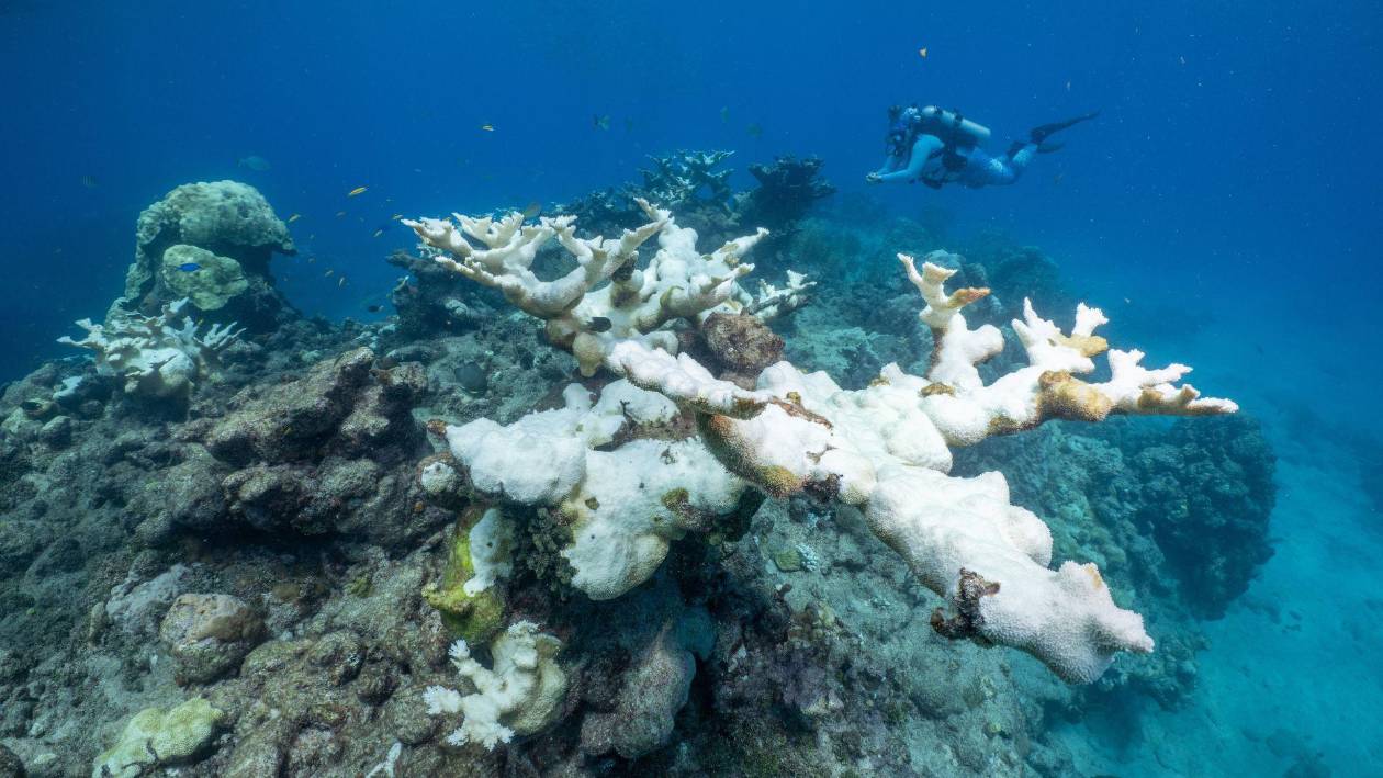Corales icónicos de Florida al borde del abism