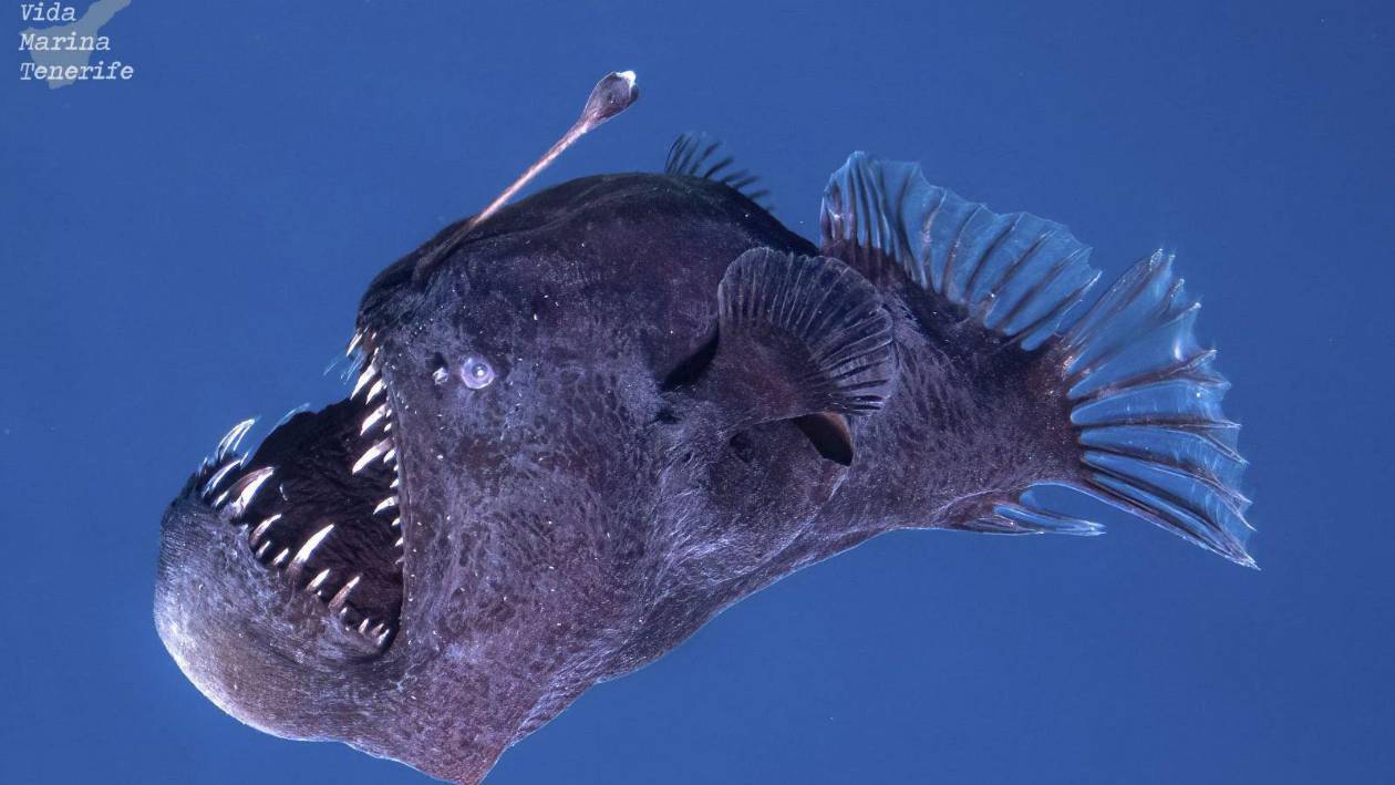 Muere el pez diablo negro hallado en aguas de Tenerife
