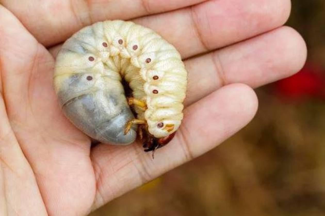 Honduras reporta más de 3 mil casos de gusano barrenador en animales y casi 200 en humanos