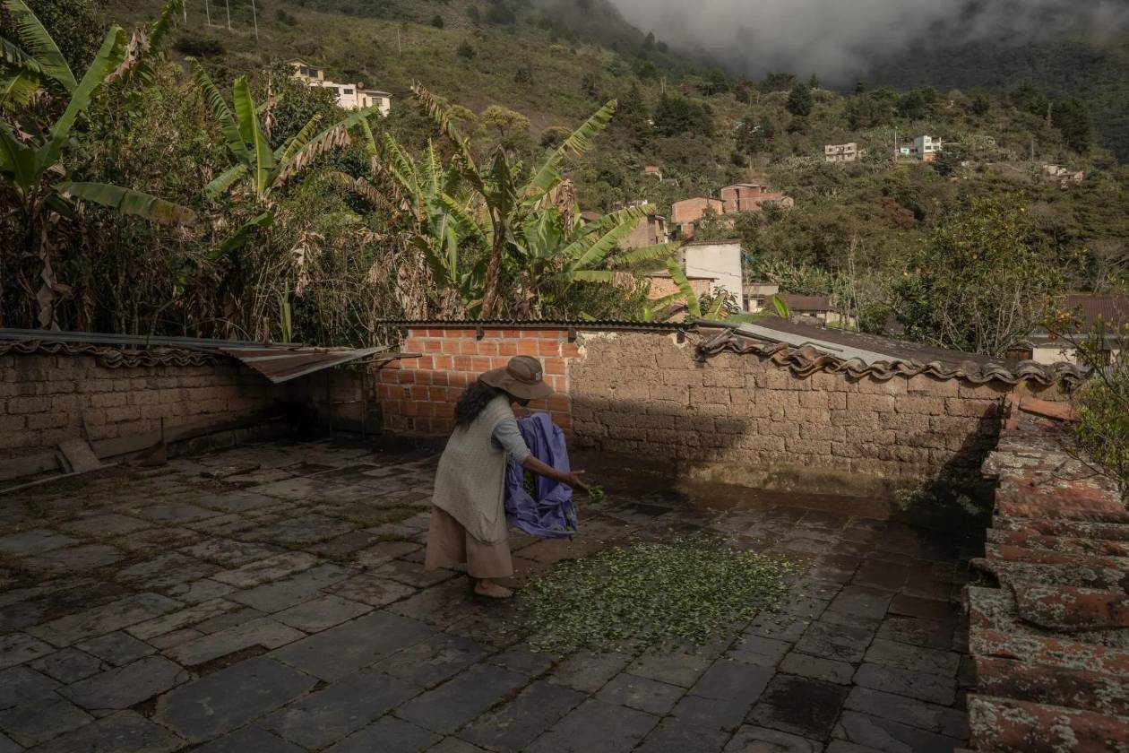 Bolivia lucha por borrar el estigma de la hoja de coca
