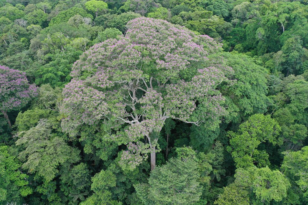 ¿Un árbol pararrayos? Así gana terreno una especie en Panamá