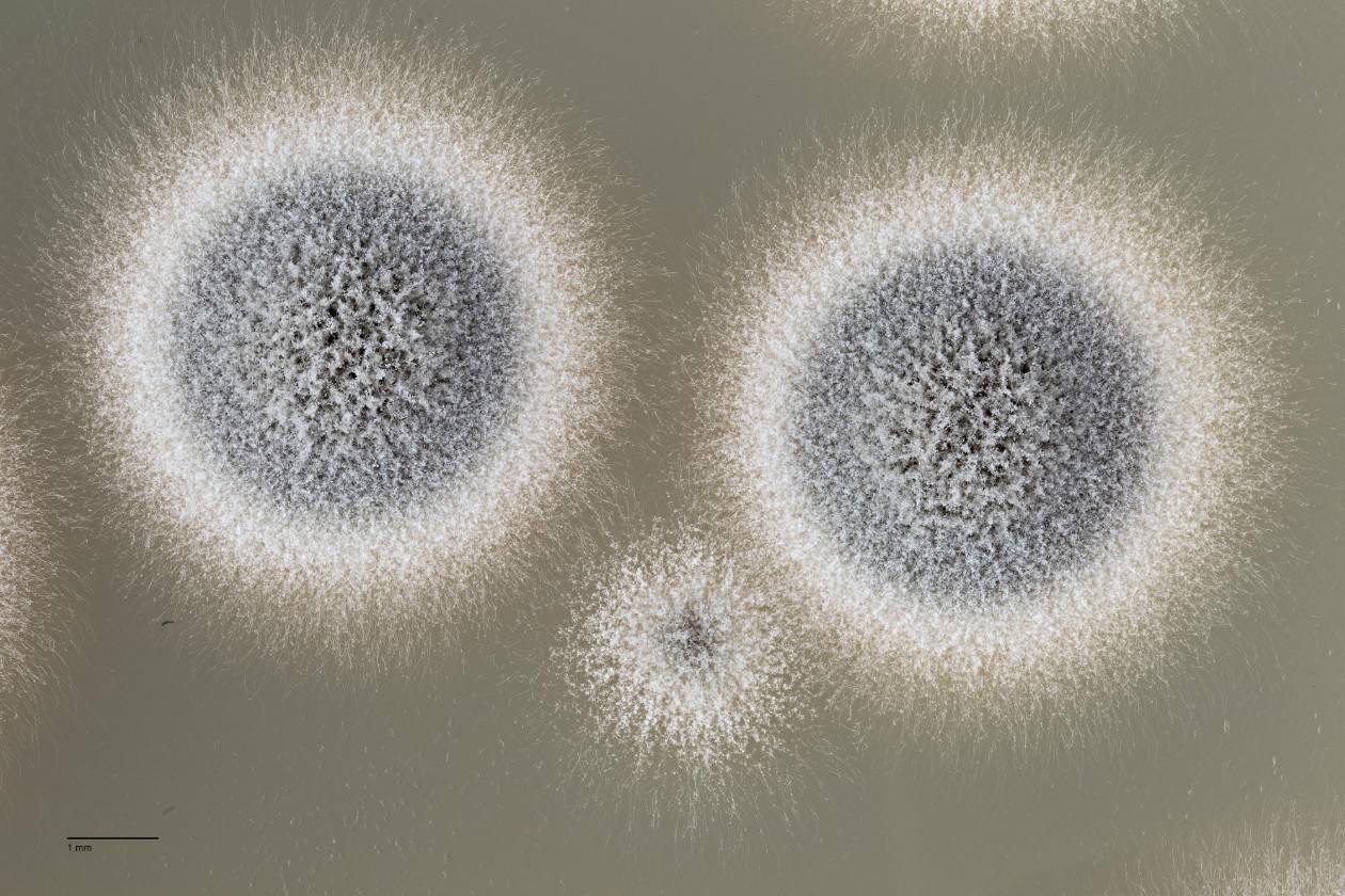 Un hongo letal amenaza con nueva epidemia para murciélagos