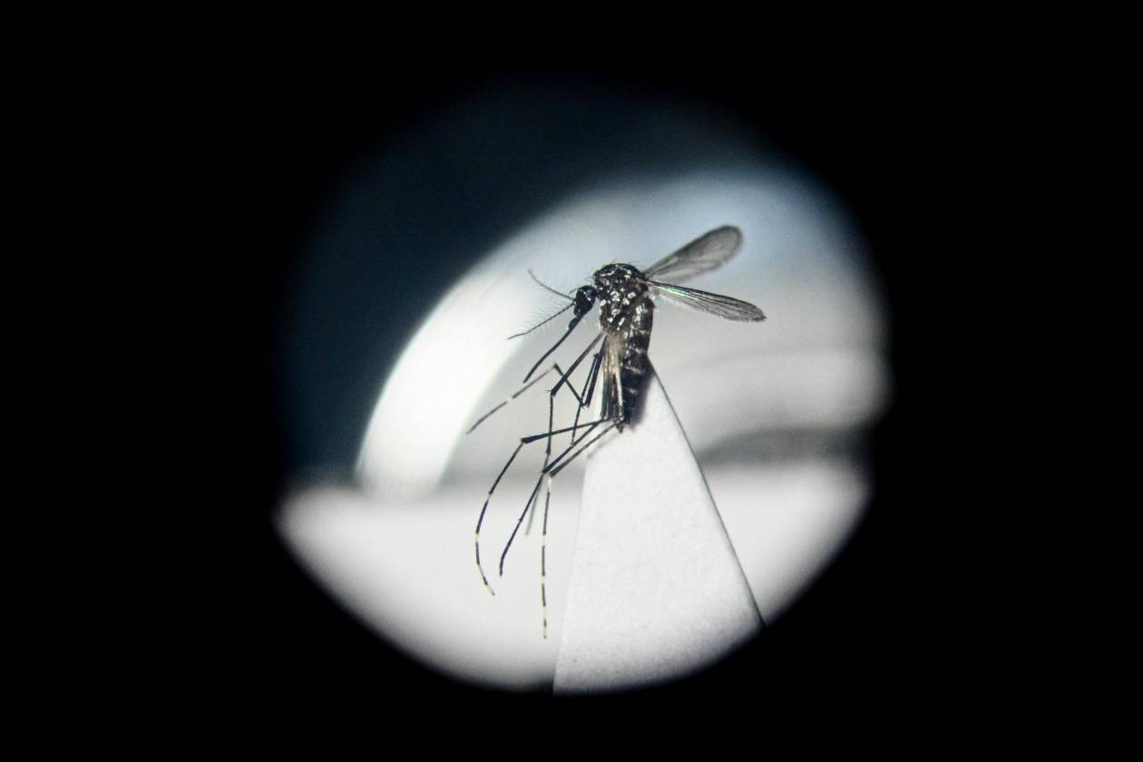 Se dispara virus debilitante transmitido por mosquitos