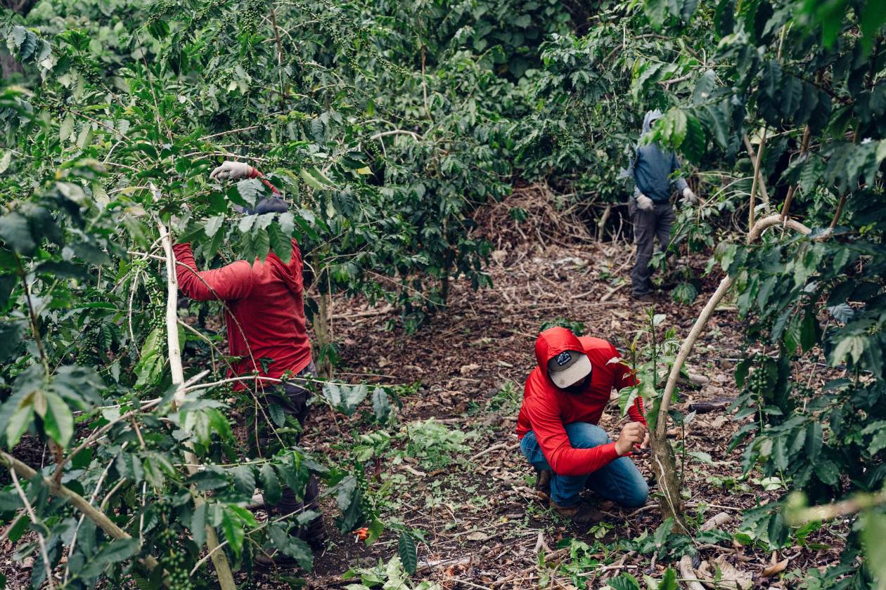 Las redadas migratorias de Trump llegan hasta Hawái