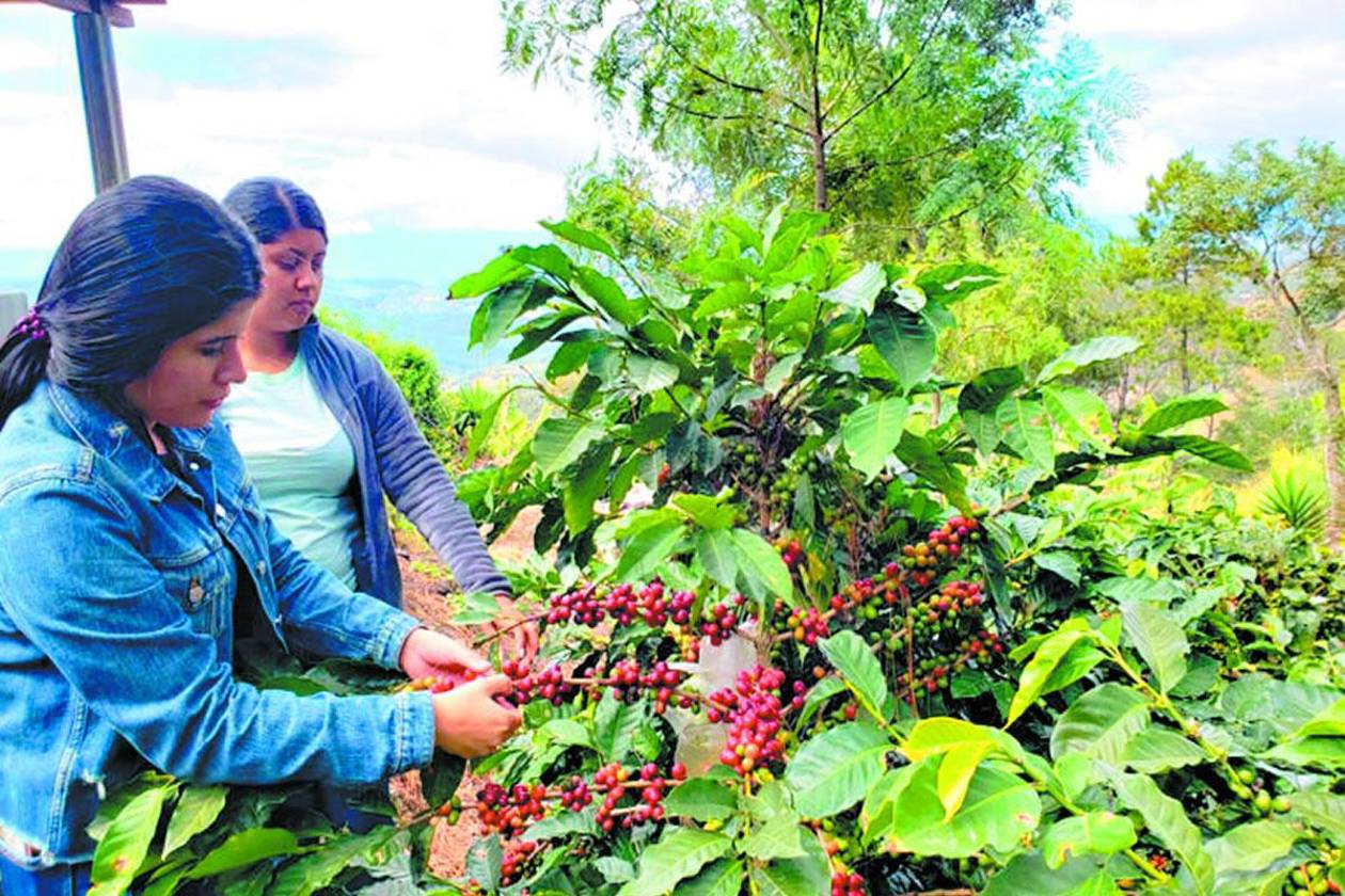 Trump anunciará medidas al café y otros productos agrícolas, que bajarán precio en ese país