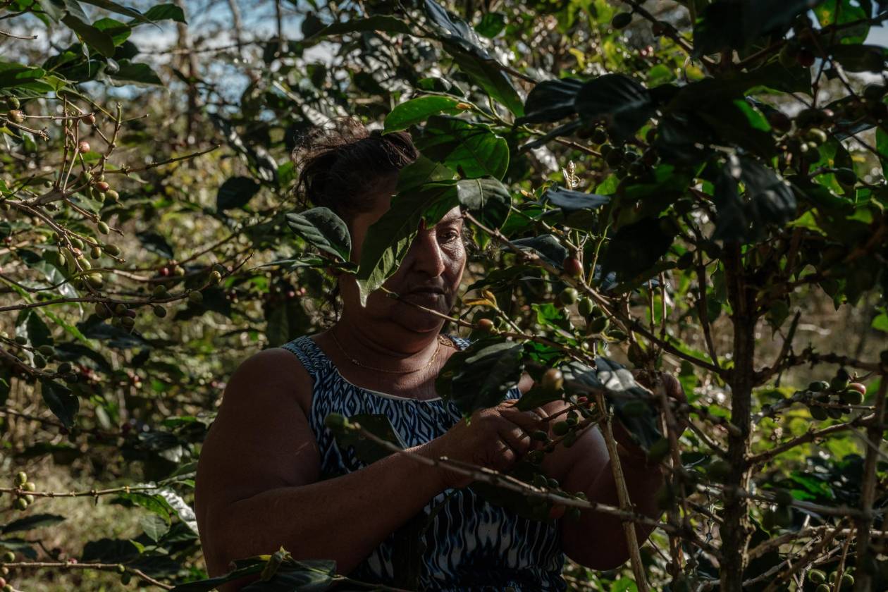 El precio del café alcanza su máximo en 50 años,  productores hondureños no lo celebran