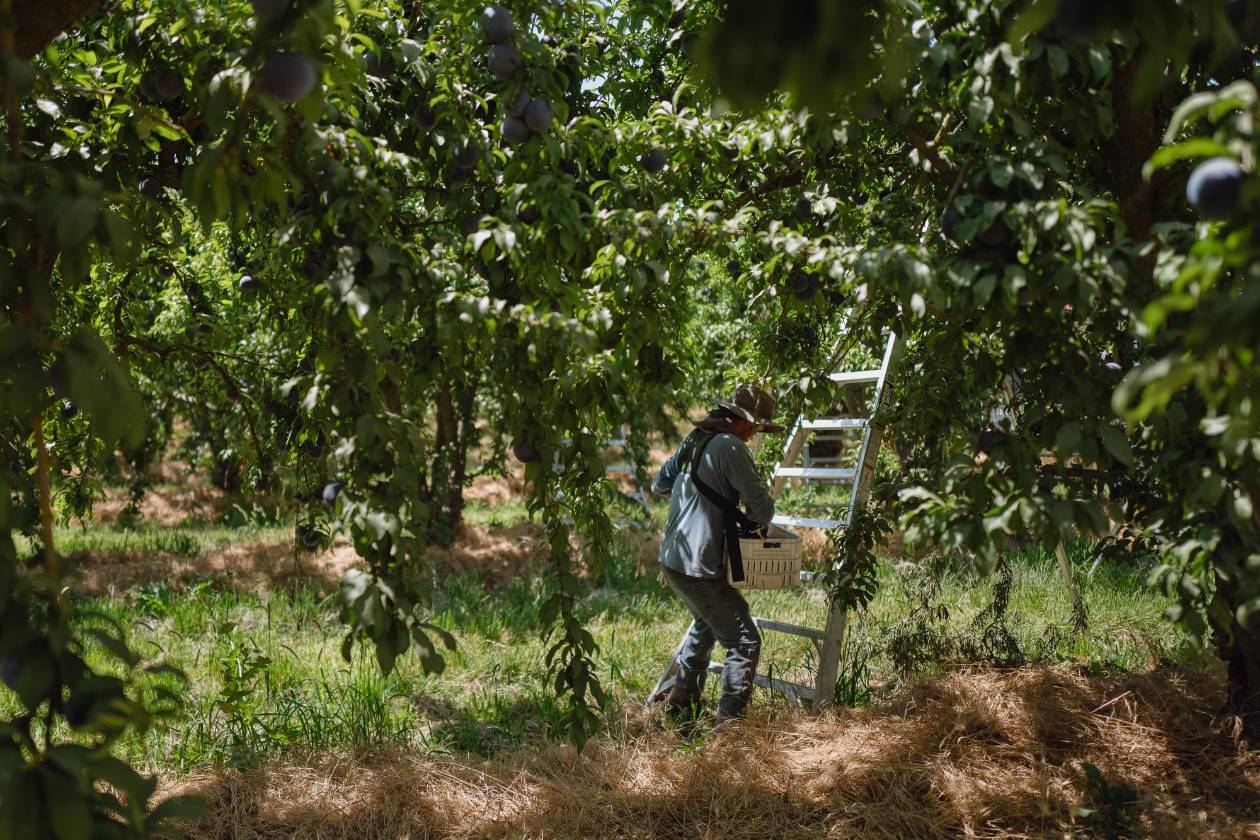 Redadas migratorias de Trump llegan al corazón agrícola de California
