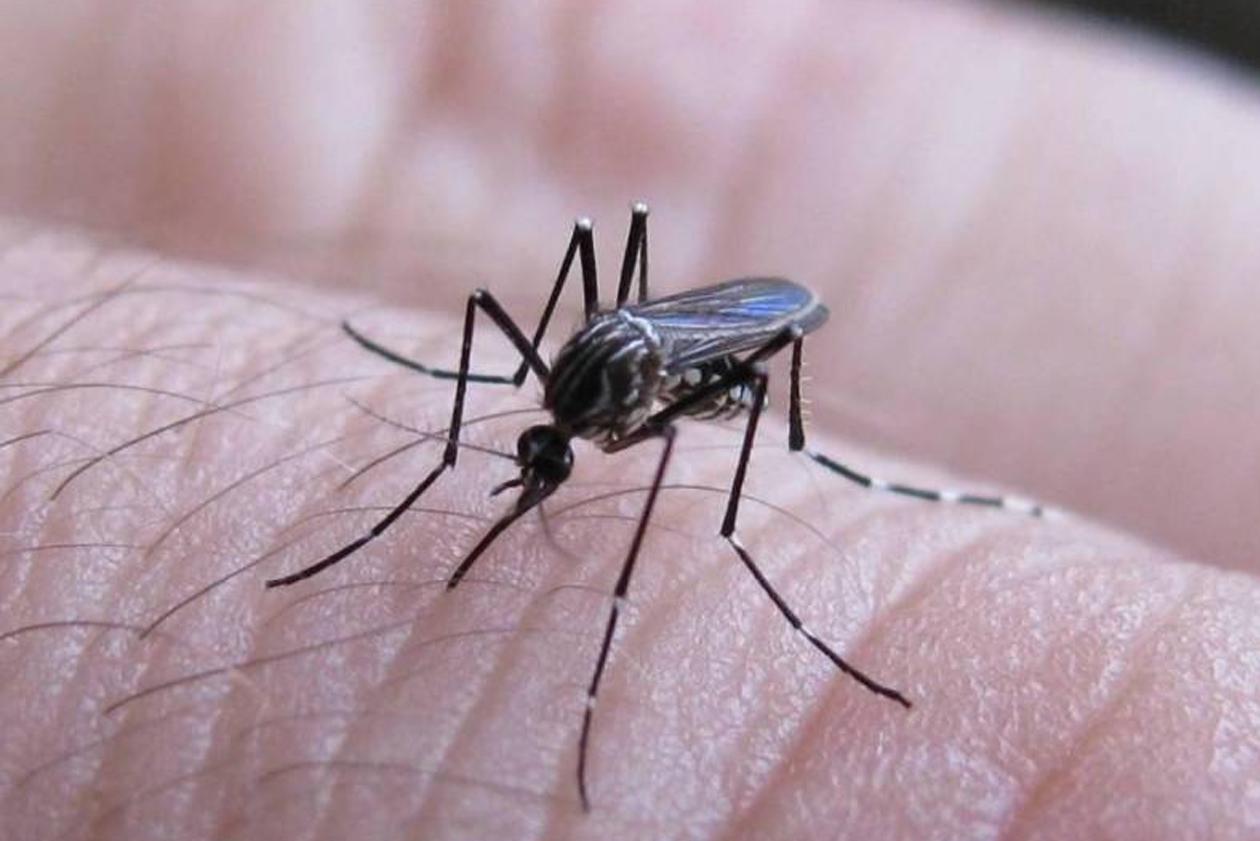 Honduras reporta caída de casos de dengue en 2025: alerta para no relajar esfuerzos