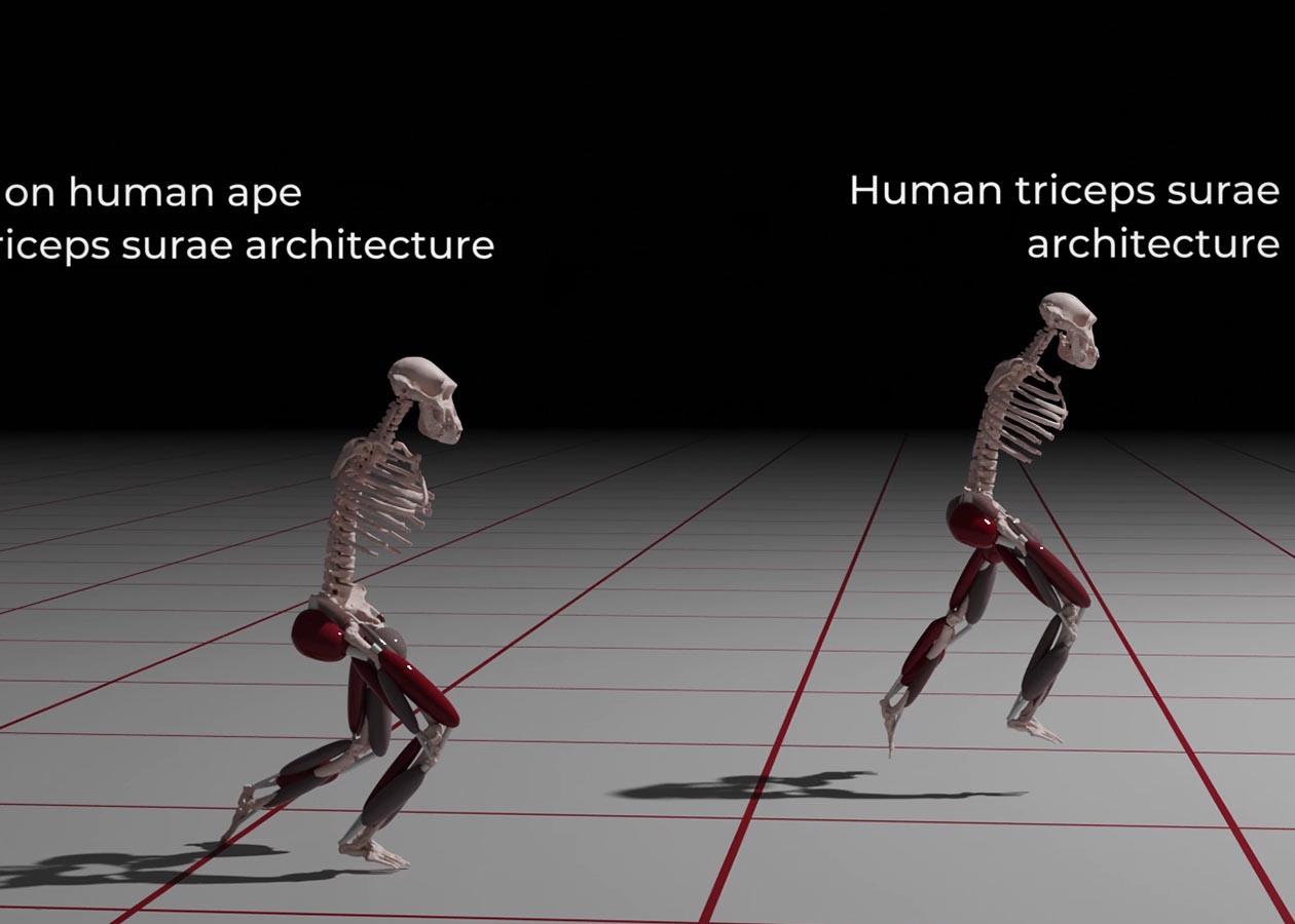 Podía correr Lucy, la antepasada de rasgos humanos y simios