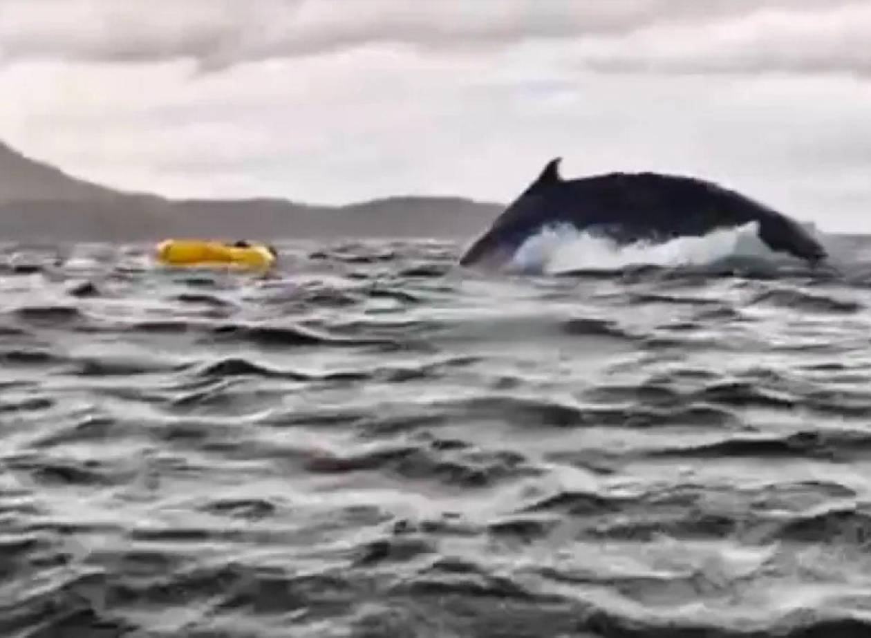 Una ballena “traga” y expulsa a un hombre que navegaba en kayak en Chile