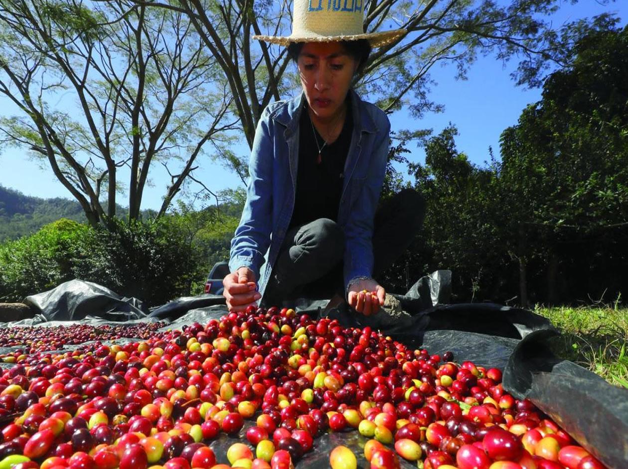 Las exportaciones de café hondureño crecen un 80 % y superan los 2.094 millones de dólares