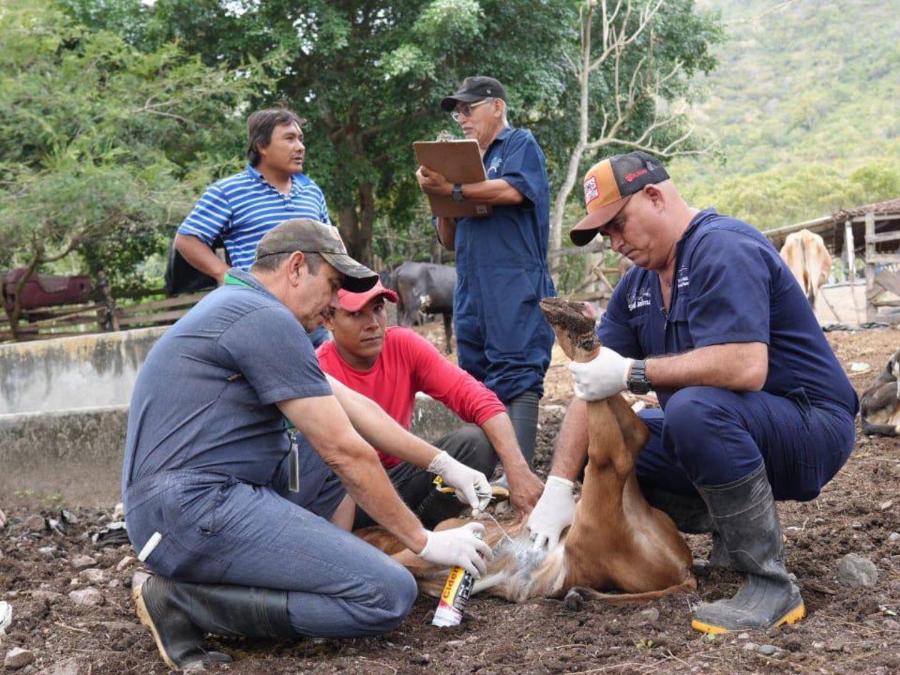 Confirman 33 casos de miasis en humanos por gusano del ganado