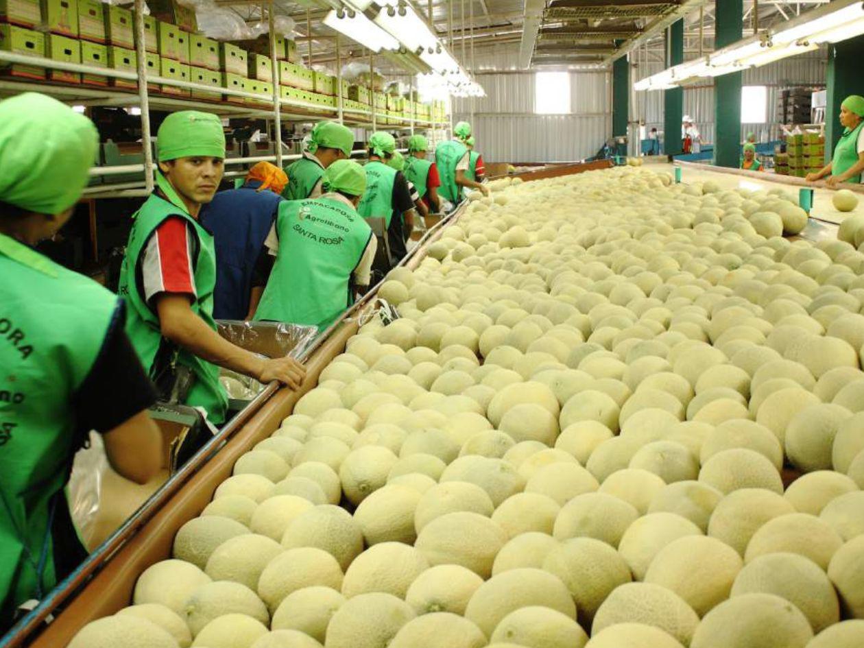 Exportaciones de melón: ¿cuánto bajaron en la cosecha 2024-2025?
