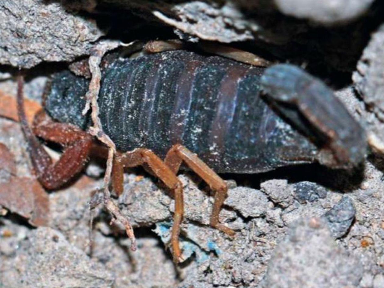 Descubren nueva especie de escorpión en Honduras