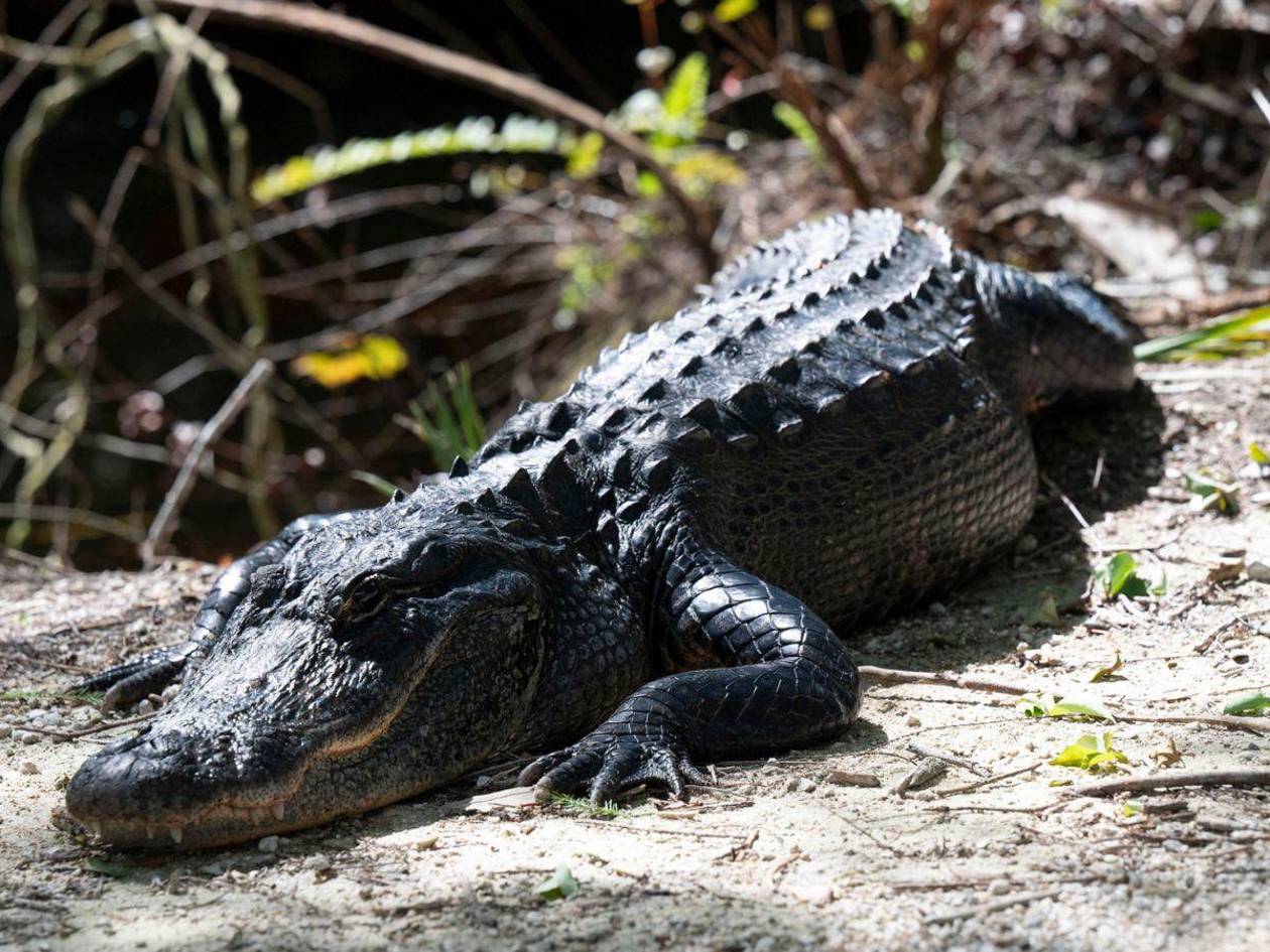 Les enseñaremos a huir de un caimán: Trump se burla de migrantes en 'Alligator Alcatraz'