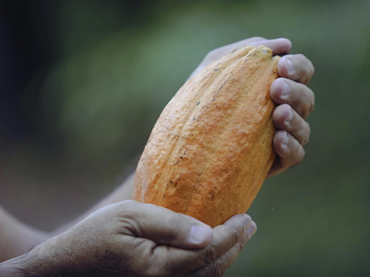 Senprende impulsa a emprendedores del cacao hondureño