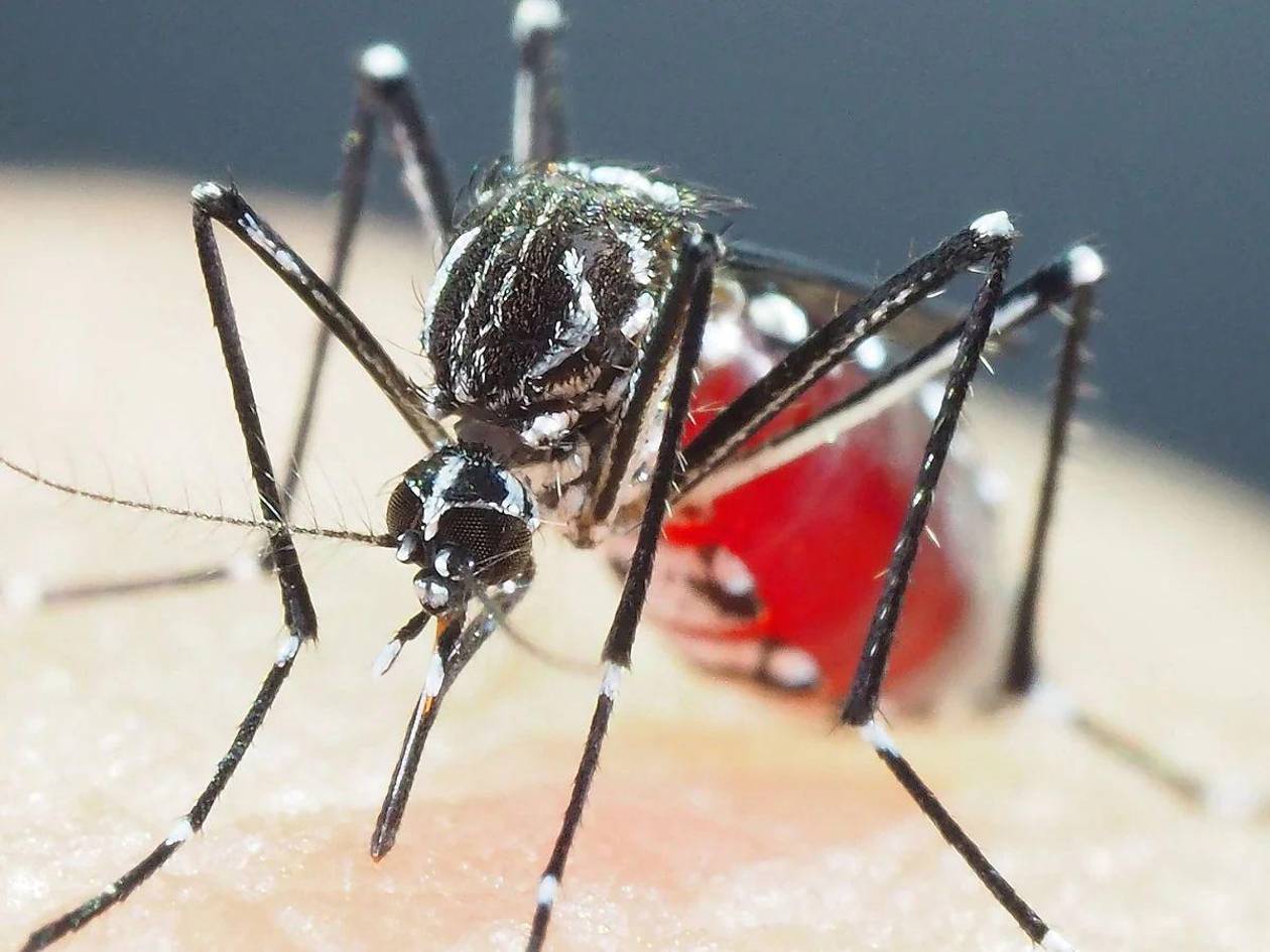 10 medidas de prevención del dengue para tu hogar y familia