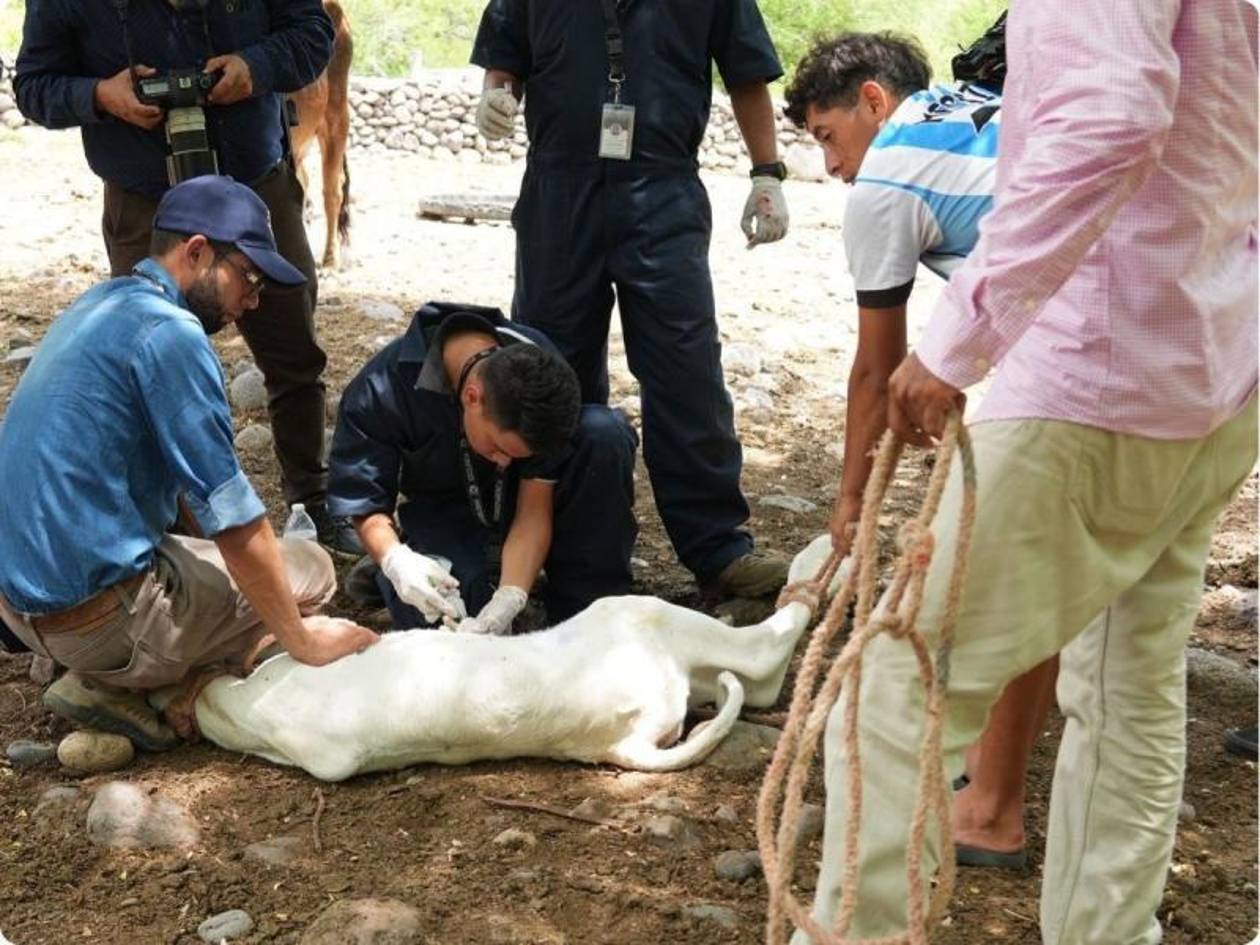 Exportación de ganado hondureño a México bajo amenaza sanitaria