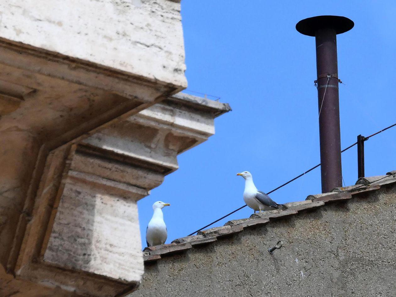 Las gaviotas, protagonistas inesperadas del cónclave en el Vaticano