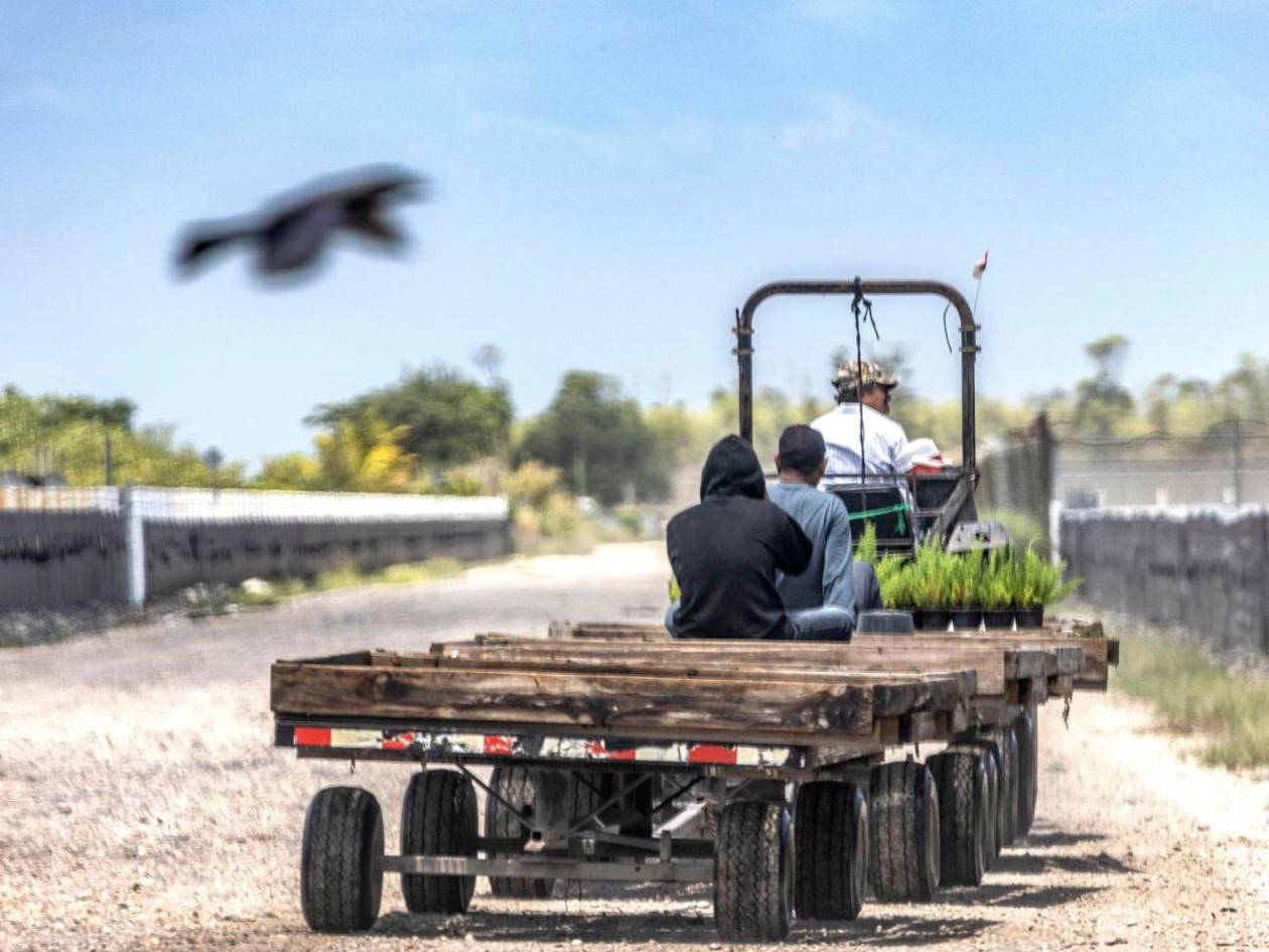 Trump admite que los migrantes deportados son difíciles de reemplazar