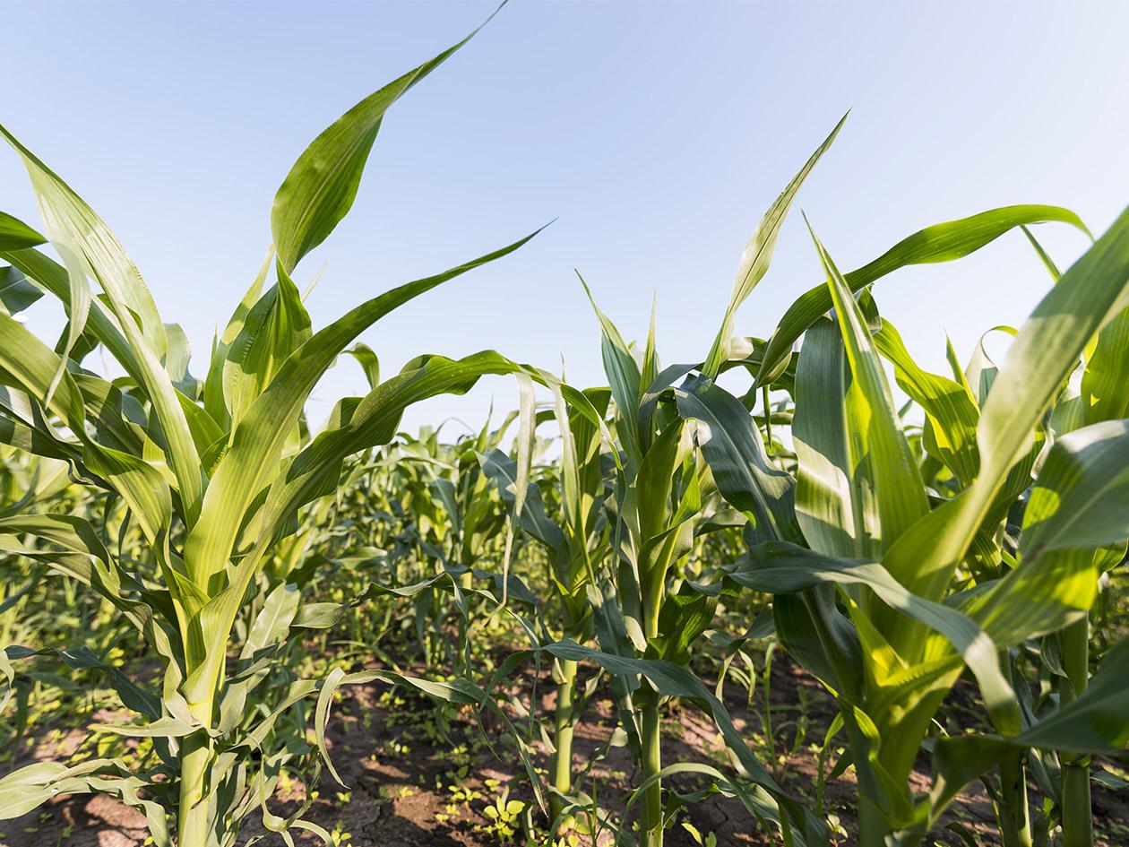 Honduras busca viabilidad y seguridad alimenticia con censo