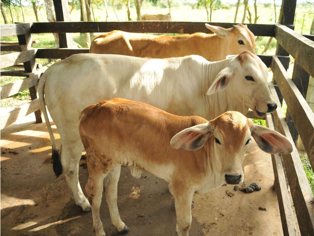 Honduras sigue sumando casos de gusano barrenador