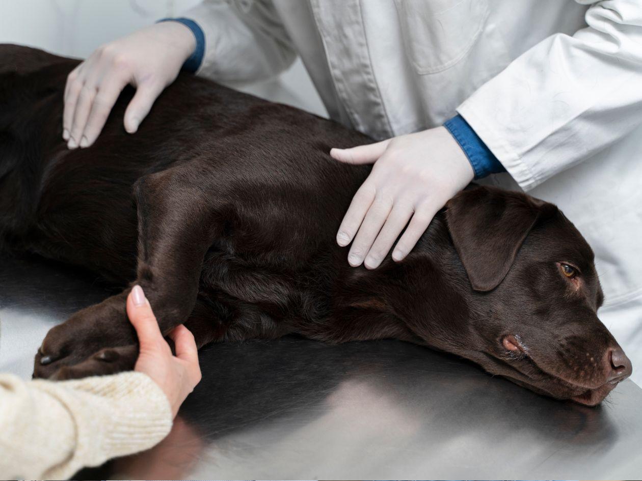 Huellas que nunca se borran: ¿cómo enfrentar la pérdida de tu mascota?