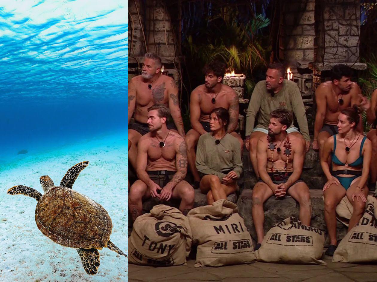 Polémica por reality show en Cayos Cochinos: tortuga carey se vería amenazada