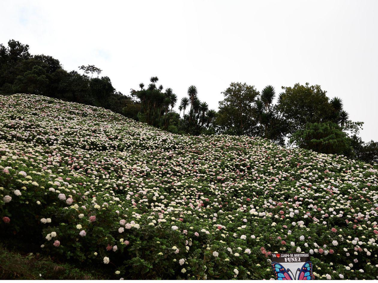 Vista general del campo de hortensias de Carmelo Funez. De lejos parecen botoncitos de algodón, pero cada pompón es más grande que la palma de la mano.