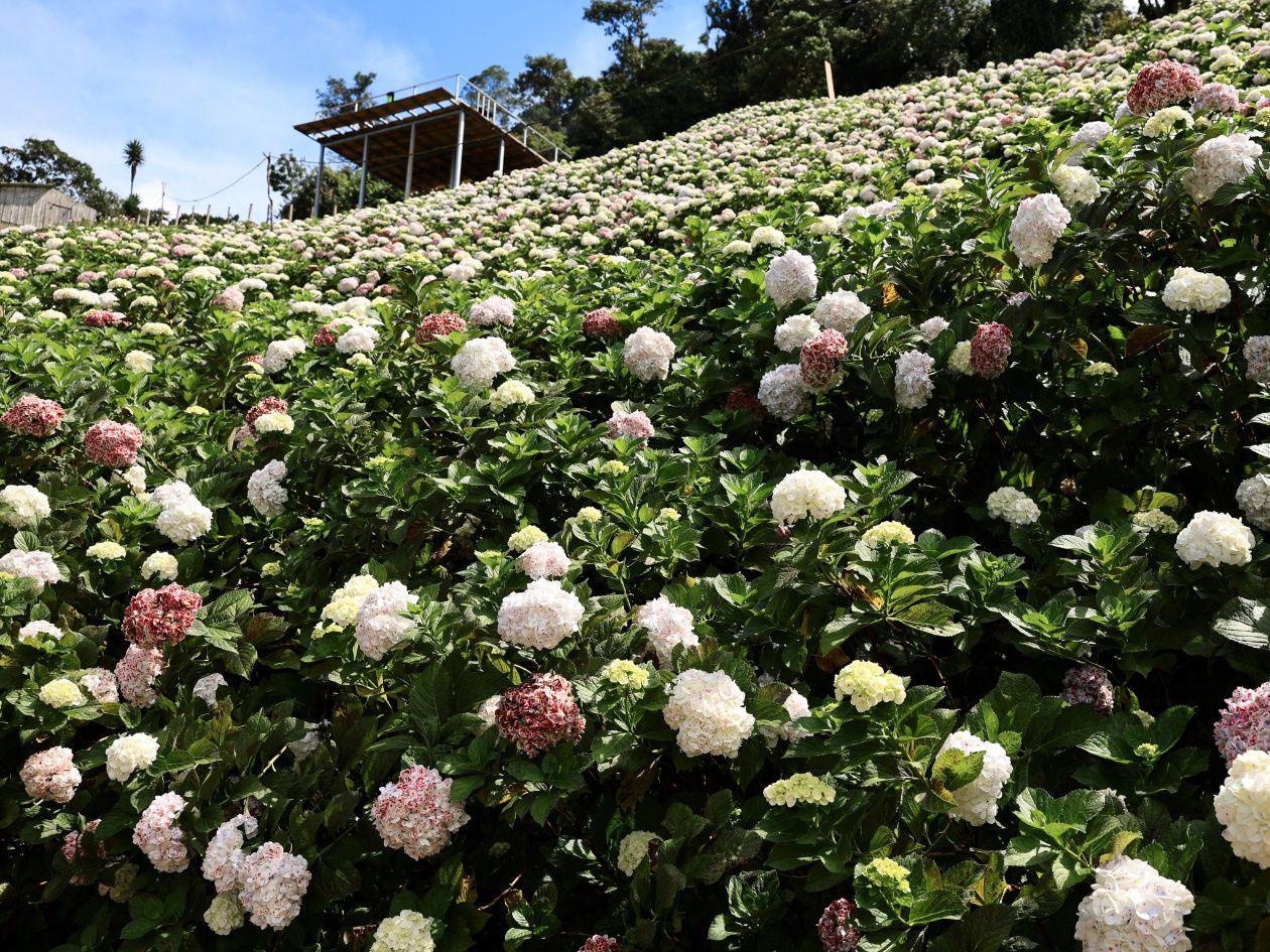 Un ramo suele llevar de 10 a 12 pompones de hortensia. Cada flor, tiene muchísimas más pequeñas. En su evolución, la planta nace verde, luego se vuelve blanca y a medida envejece se llena de petequias rojas y rosadas.