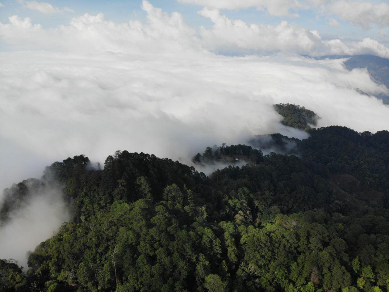 La cordillera de El Merendón es un ecosistema de bosque nuboso en el norte de Honduras, funciona como corredor biológico clave para especies como el jaguar, al conectar poblaciones y permitir su desplazamiento en busca de nuevos territorios.
