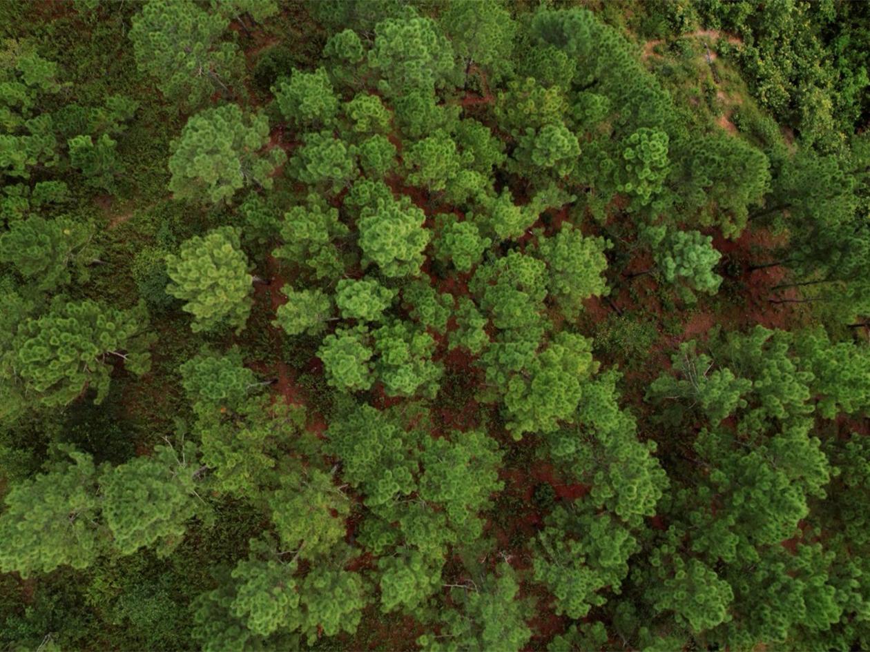 ICF lanza mapa de cobertura y app contra la deforestación