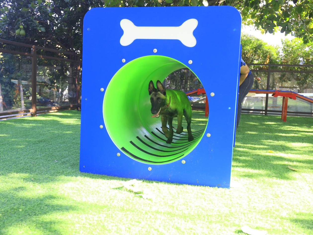 ¿Cómo elegir un hotel para su mascota mientras se va de viaje?