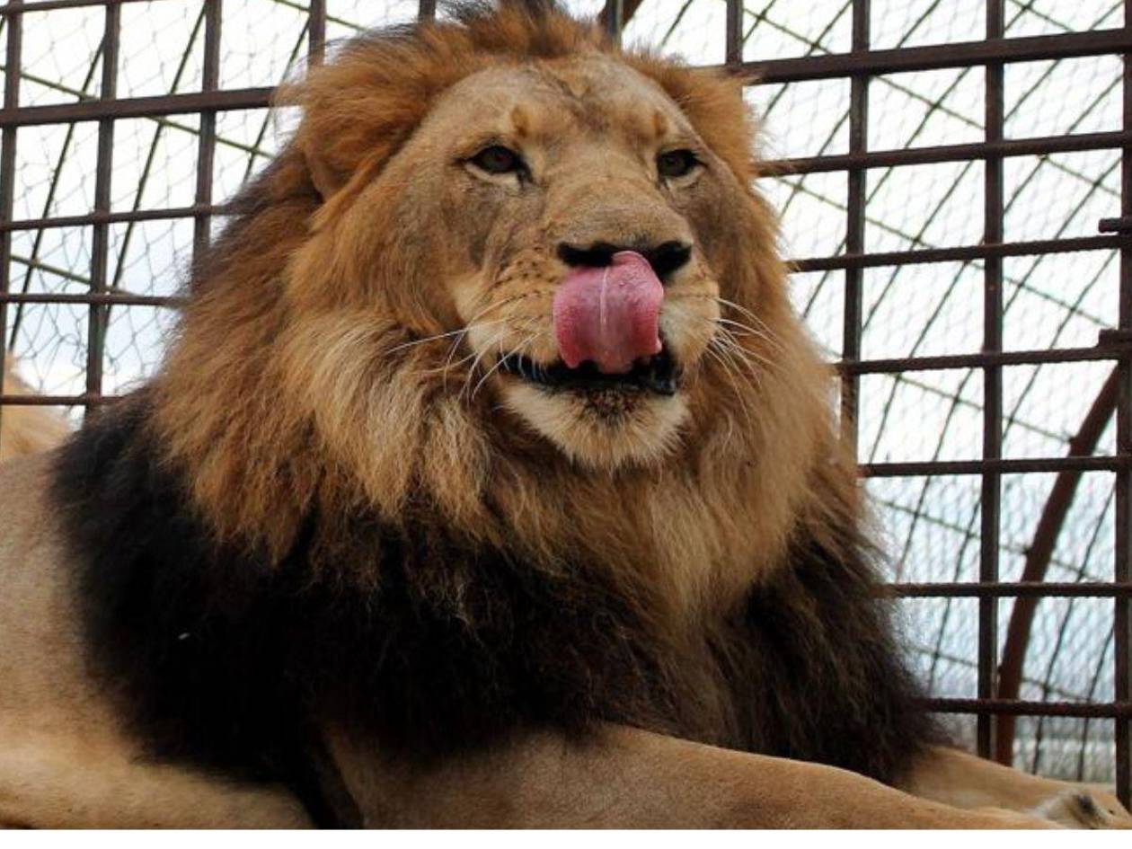 Un zoológico pide donar mascotas para alimentar a sus leones