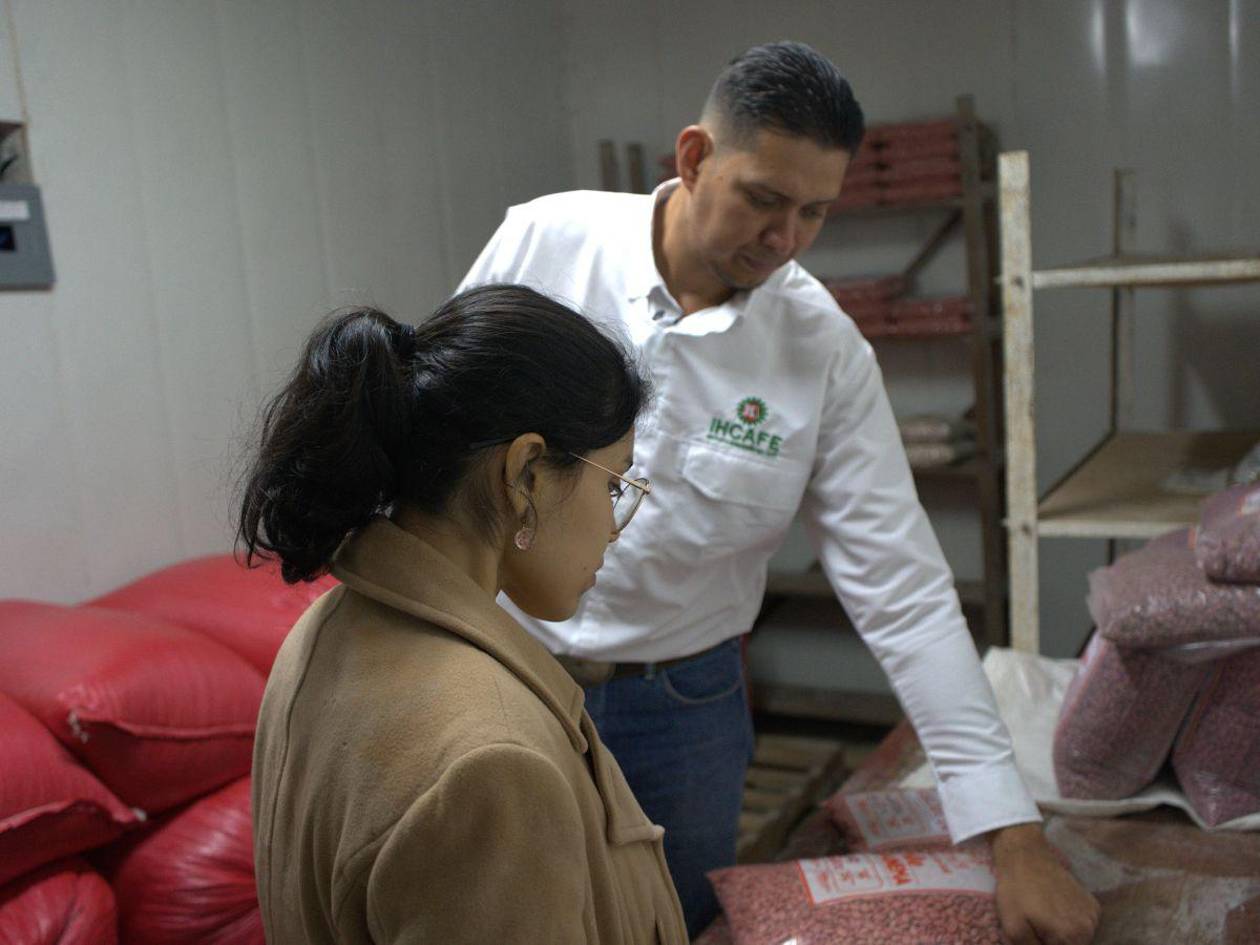 IHCAFE fortalece la caficultura con producción de semilla de café y diversificación de fincas