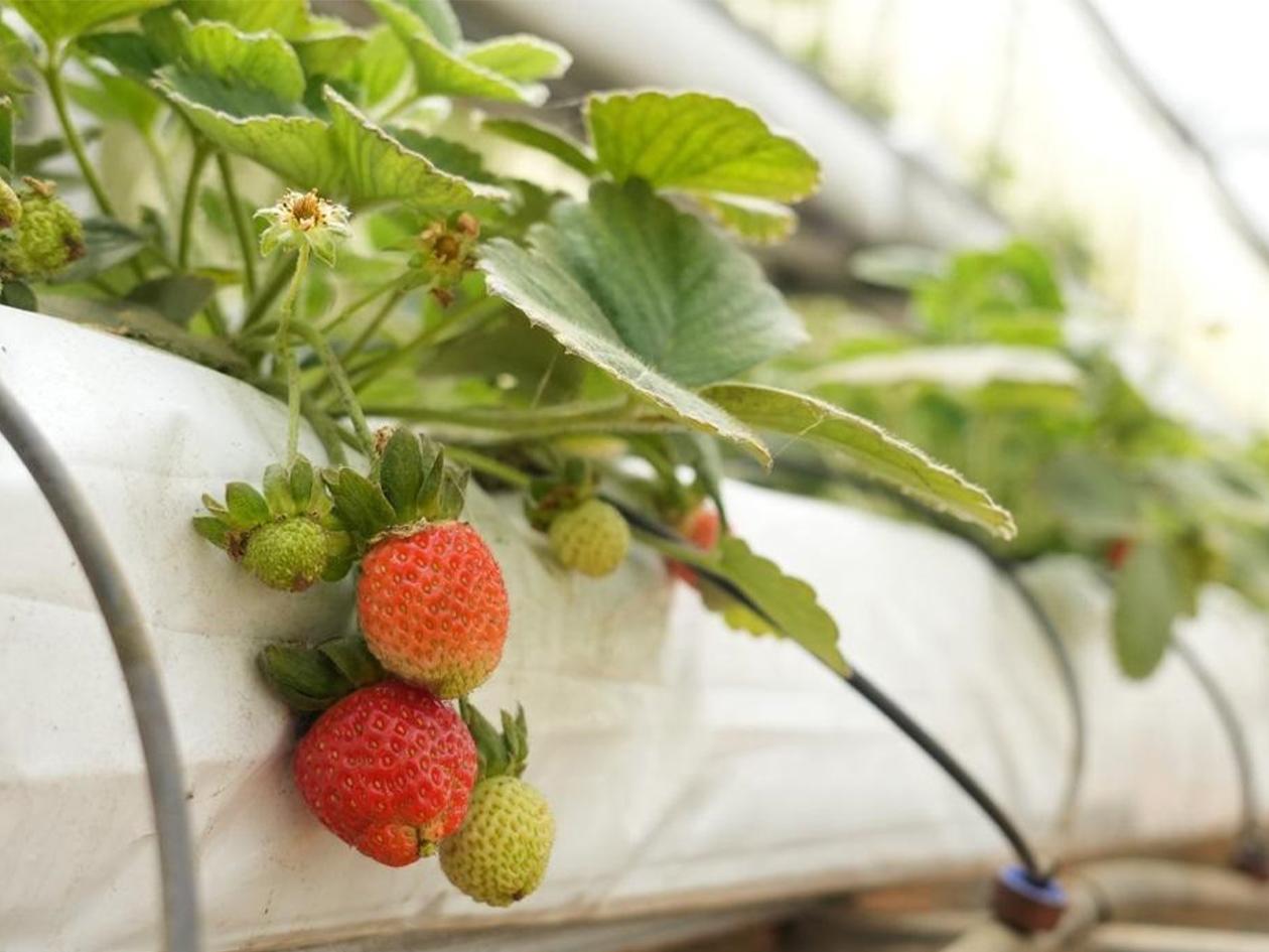 SAG impulsa liderazgo juvenil e innovación agrícola con inversión de L 1.4 millones