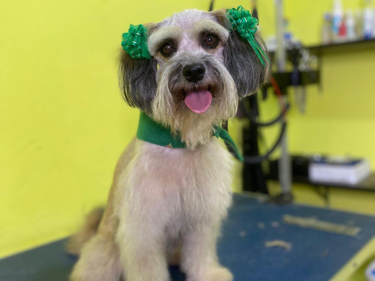 Roban perrita en la Stibys; ofrecen L8,000 de recompensa