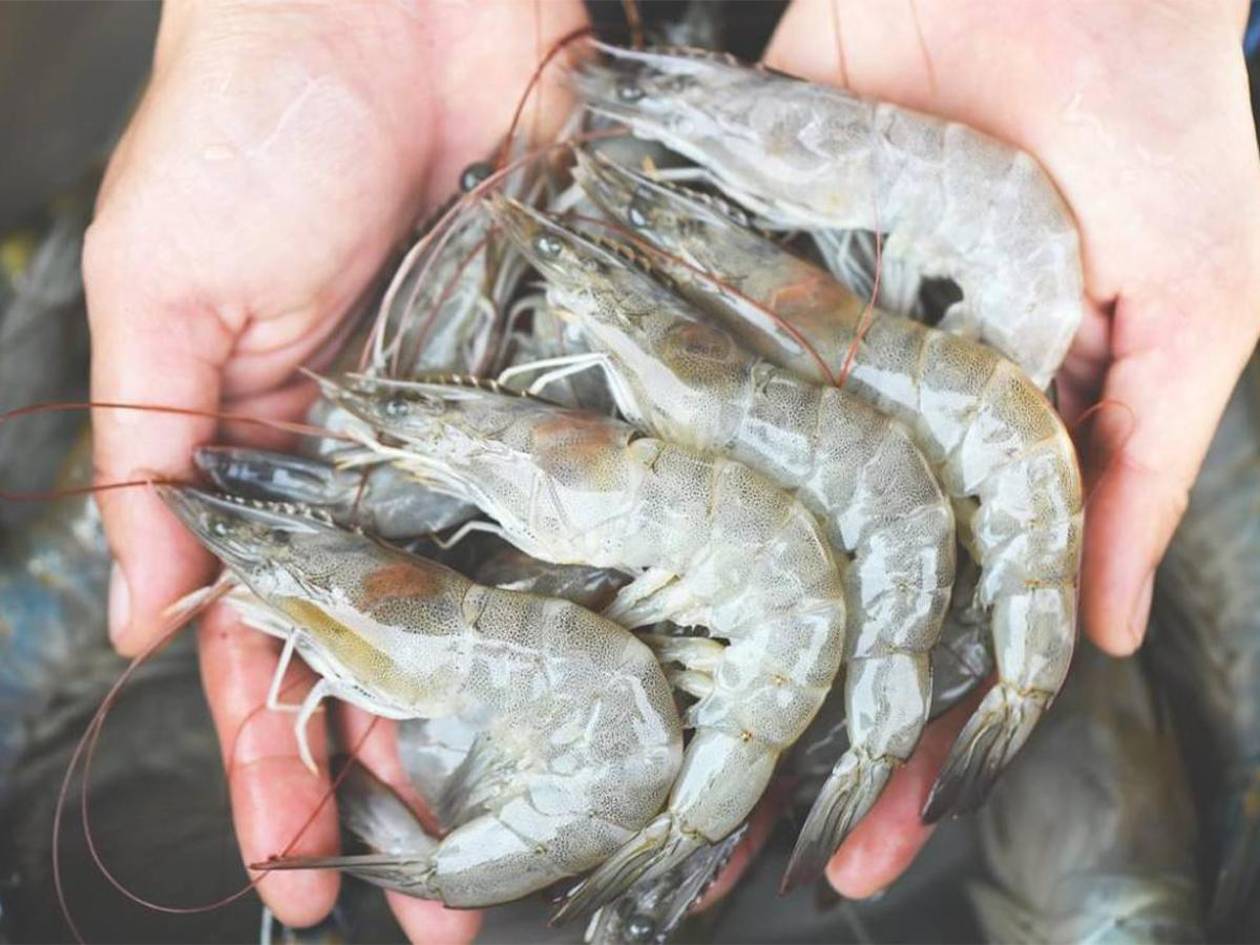 Con camarón de calidad, Honduras se posiciona en el mercado chino