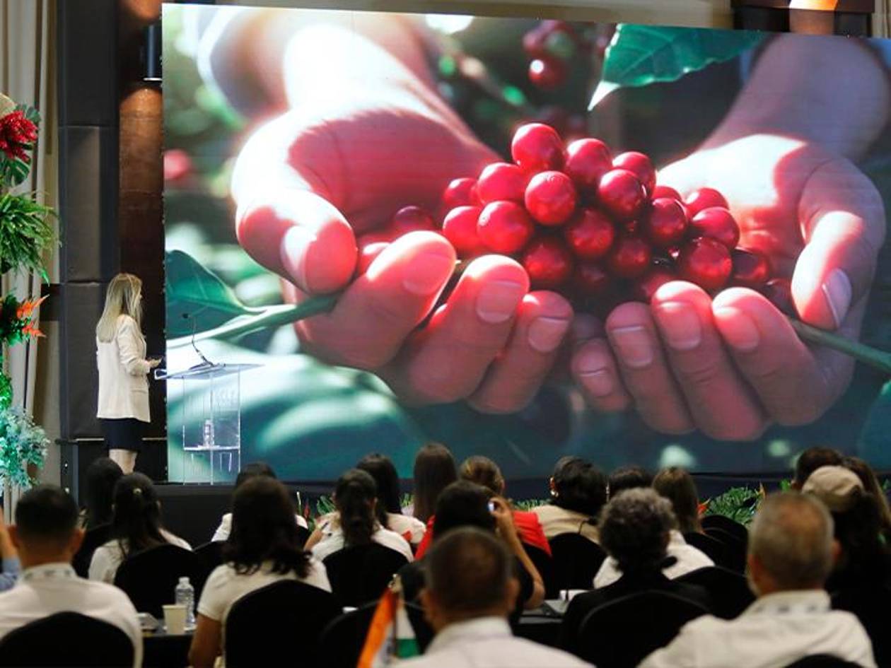 “San Pedro Sula ya no es la capital del crimen, es la capital del café”: viceministro de Caficultura