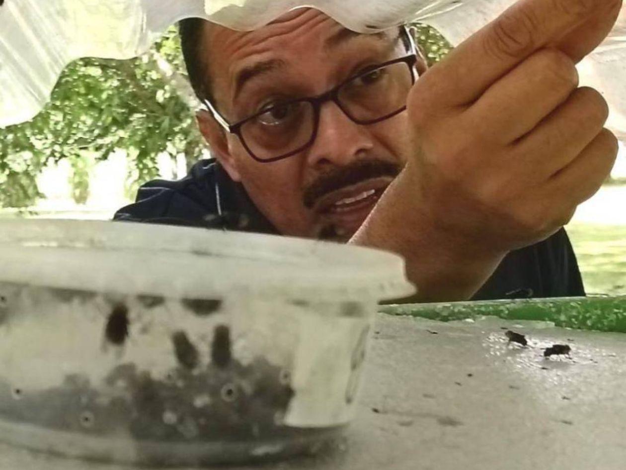 Miasis en humanos por gusano barrenador alerta a autoridades de salud