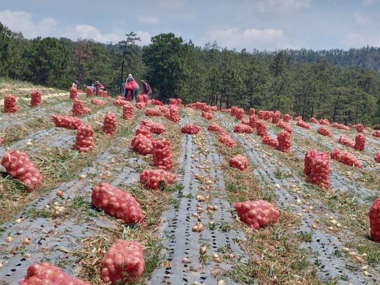 Productores de cebolla dicen que el Gobierno les dio “atol con el dedo”