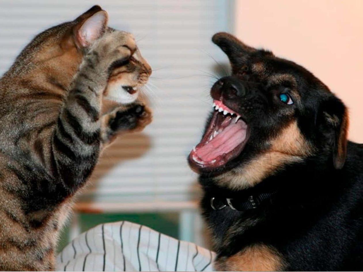 Claves para que perros y gatos puedan convivir en paz