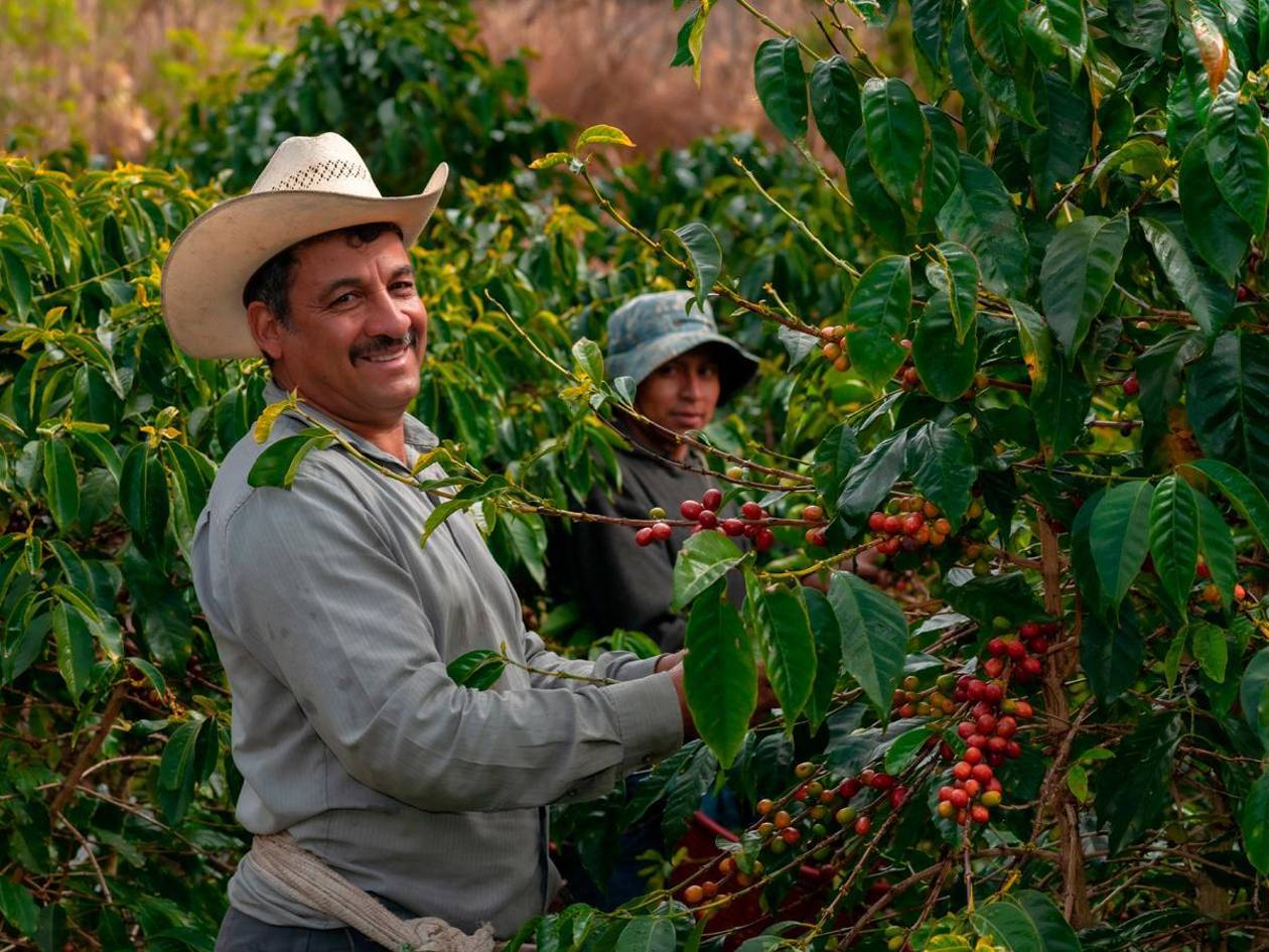 Exportaciones de café hondureño aumentan 87% y superan los $1.600 millones